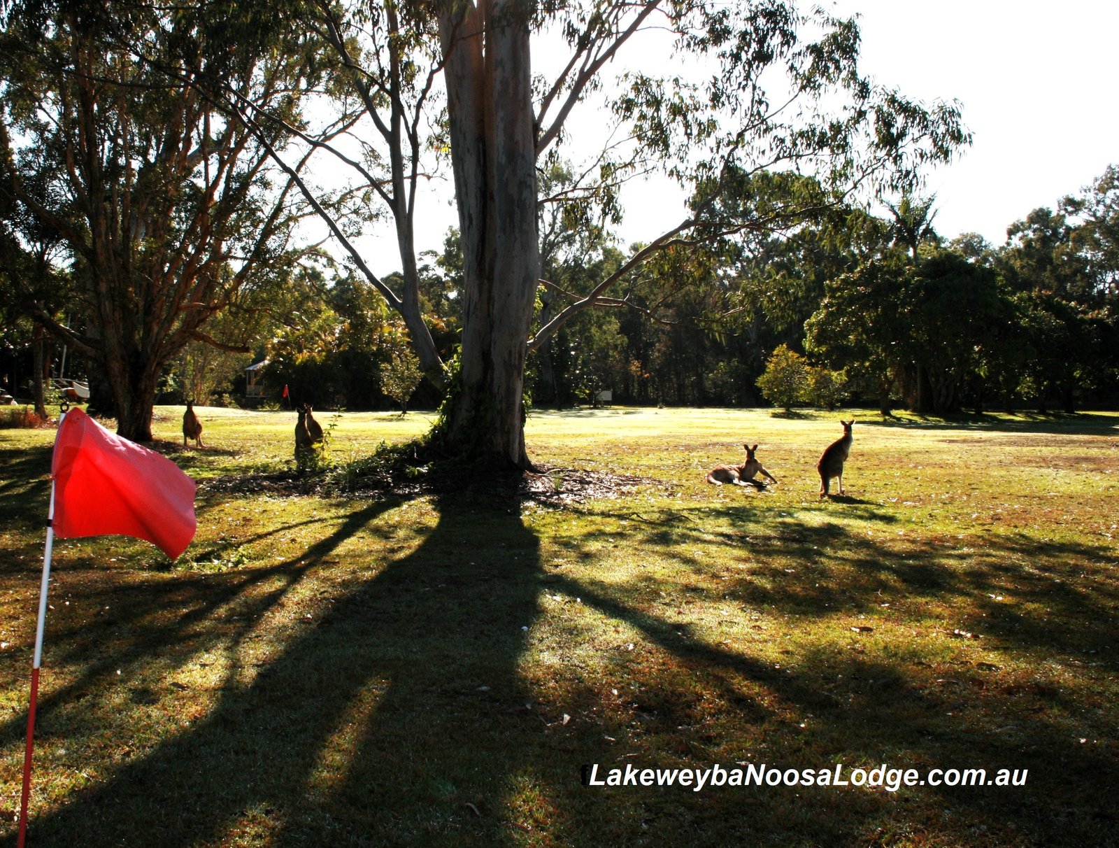 Kangaroo near the golf practice flags
